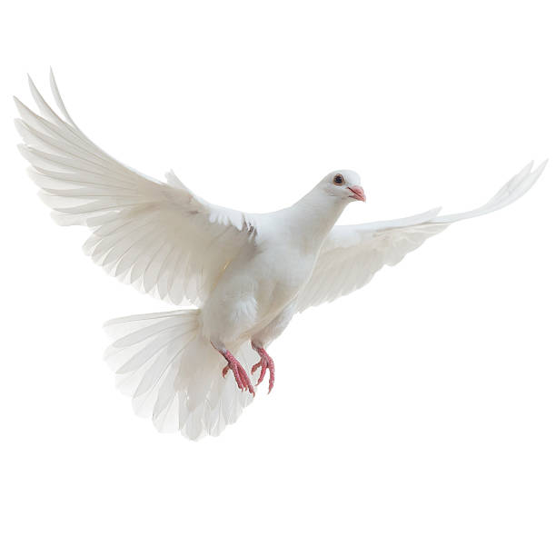 Dove